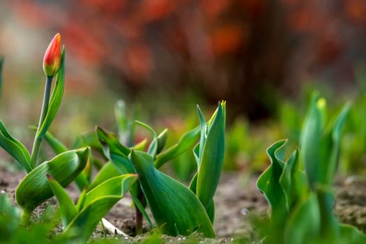 Red tulips. Blooming tulip flowers. Red tulips on the green grass as background.  Garden with tulips. Field flowers. Nature flower. Flowers in meadow.