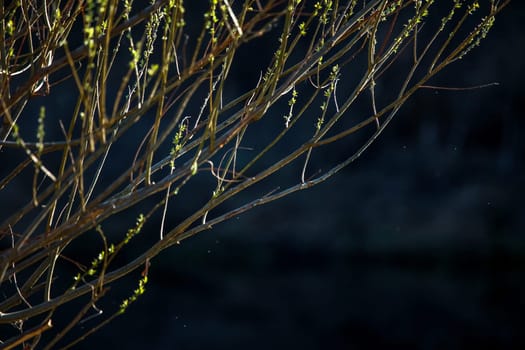 Closeup of bush. Bush and insects on the background of river. Wild bush. Nature bush near the river in Latvia. Abstract background of bush and river  Wild bush in spring, Latvia. Bush on dark river background.