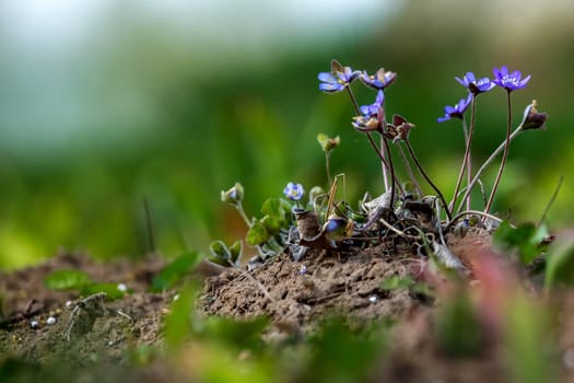 Blue anemone flowers. Blooming anemones. Blue anemones on the green grass as background.  Meadow with anemones. Field flowers. Nature flower in spring. Flowers in meadow.