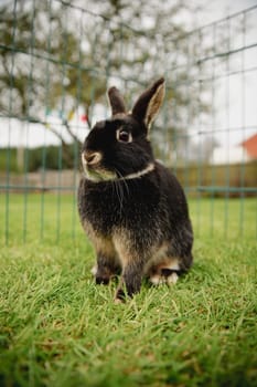 Close-up of a pet rabbit outdoors while in a cage.