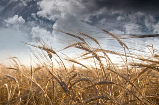 Field of wheat and cloudy sky
