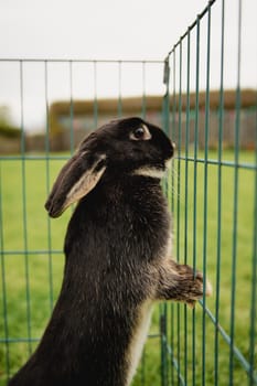 Close-up of a pet rabbit outdoors while in a cage.