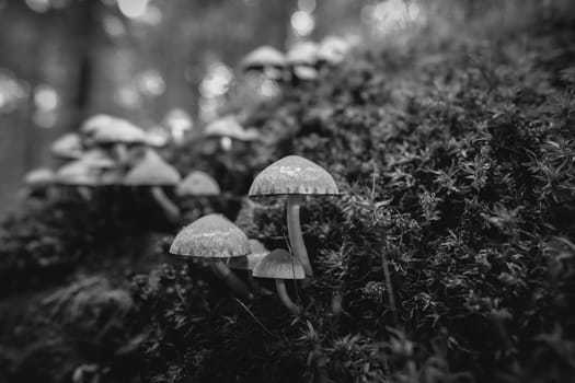 Picture of Pale brittlestem on moss-covered deadwood - topic mycology - detail shot - in black and white