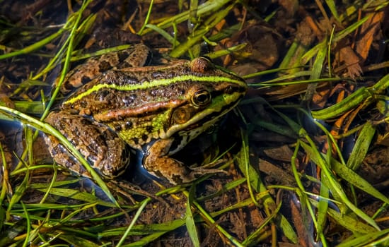 Brown frog relaxing in river on summer day. Frog is amphibian with short squat body, moist smooth skin, and very long hind legs. Frog in river in summer season.