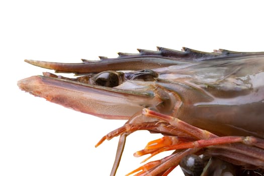 Seafood background. Closeup of a fresh raw shrimp with the focus on the head. Macro of the head from the side. Healthy food.