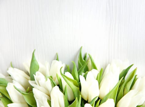 Flowers background. A bunch of white fresh beautiful tulips bouquet against bright background.
