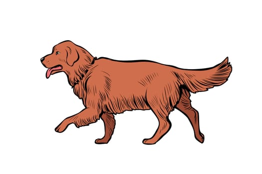 Golden Retriever dog. Pop art retro vector illustration kitsch vintage