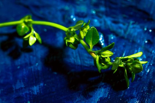 Lemon thyme on a blue abstract background close up.