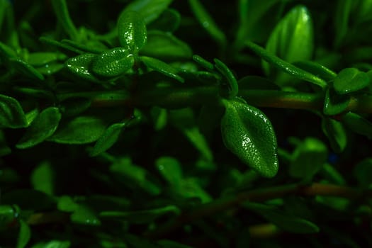 Lemon thyme on a blue abstract background close up.