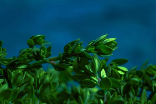 Lemon thyme on a blue abstract background close up.