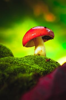 fresh mushroom russula white stalk grows on moss.
