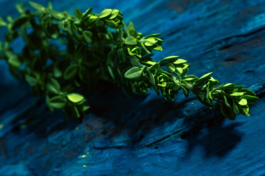 Lemon thyme on a blue abstract background close up.