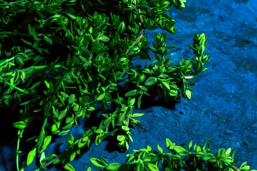 Lemon thyme on a blue abstract background close up.