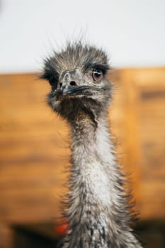 sad ostrich Emu portrait of a short distance.