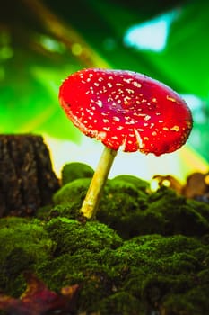 beautiful red with white spots mushroom on moss.