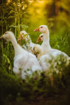 Five young goose together sit in the grass.