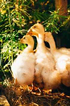 Five young goose together sit on the grass.