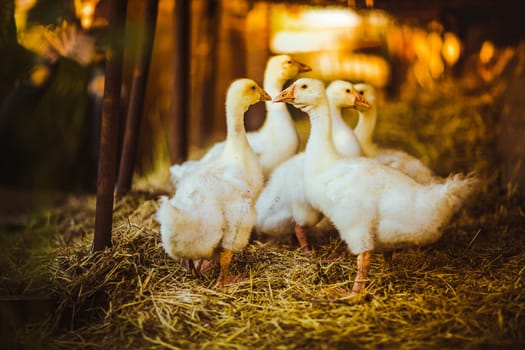 Five young goose together sit in the grass.