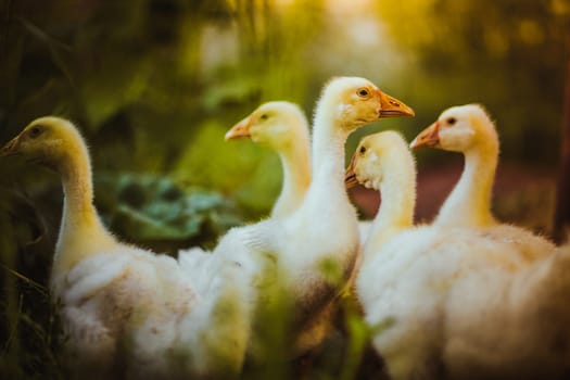 Five young goose together sit in the grass.