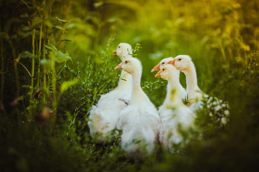 Five young goose together sit in the grass.