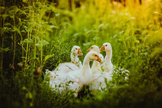 Five young goose together sit in the grass.