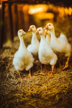 Five young goose together sit in the grass.