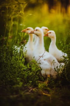 Five young goose together sit in the grass.