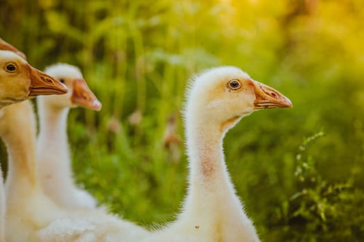 Five young goose together sit in the grass.
