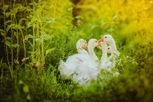 Five young goose together sit in the grass.