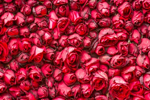 red roses background