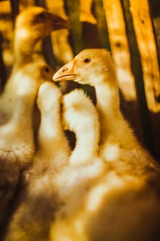 Five young goose together sit on the grass.