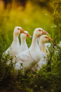 Five young goose together sit in the grass.