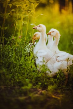 Five young goose together sit in the grass.