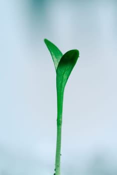 Young green plant on light background.
