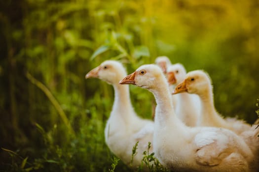 Five young goose together sit in the grass.