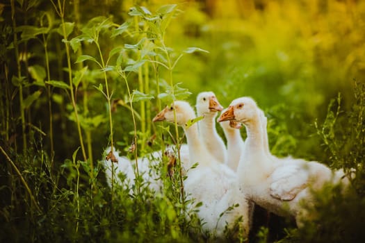 Five young goose together sit in the grass.