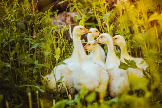 Five young goose together sit in the grass.