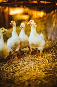 Five young goose together sit in the grass.