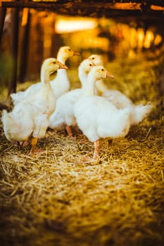Five young goose together sit in the grass.