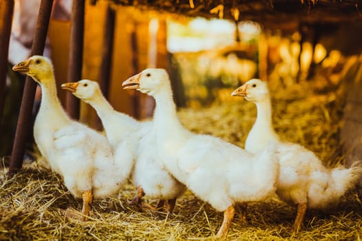 Five young goose together sit in the grass.
