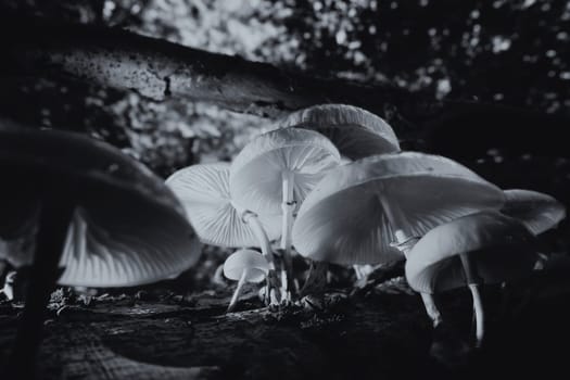 Porcelain Fungus - Oudemansiella mucida in a macro shot - black and white