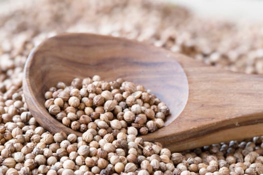 Wooden spoon full of whole coriander seeds