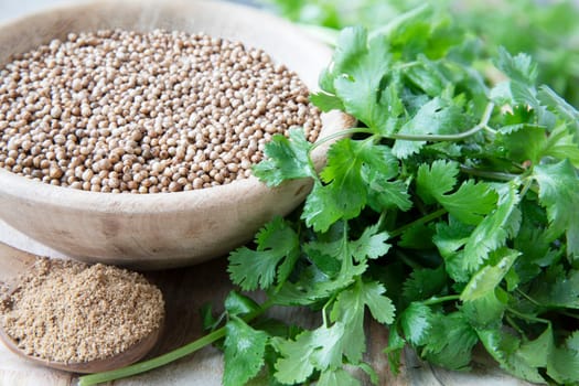 Bowl of whole coriander seeds surrounded by  coriander powder and fresh cilantro leaves