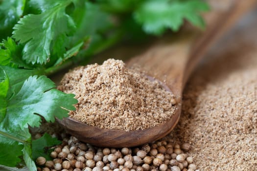 Wooden spoon fule of coriander powder surrounded by cilantro leaves and whole coriander seeds.