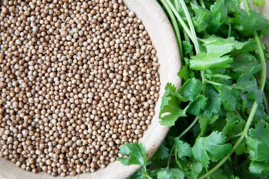 Bowl of ground coriander surrounded by fresh cilantro leaves.