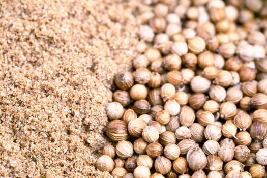 Close up of whole coriander seeds and coriander powder.