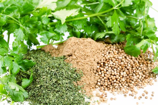 Fresh cilantro leaves and piles of dried cilantro leaves, whole coriander seeds and coriander powder.