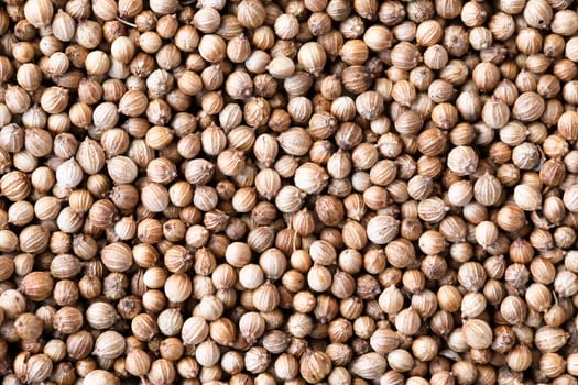 Whole coriander seeds texture or background