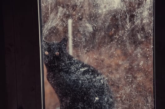 Cats abandoned on the street, animal abuse, loneliness