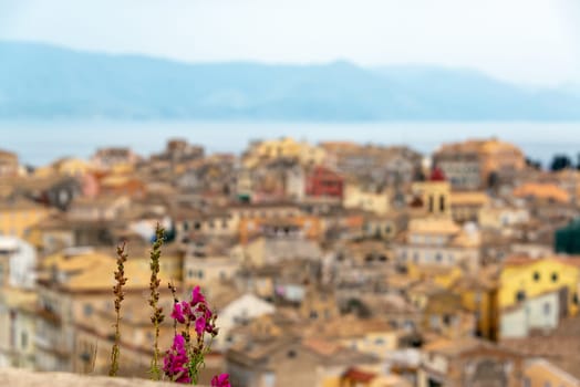Flowers with an out of focus cityscape of Corfu, Greece in the background